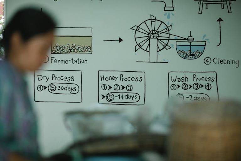 Whiteboard illustration of coffee processing steps with blurred figure in foreground.