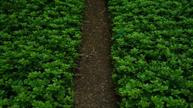 A serene pathway surrounded by lush green plants, representing growth and nature's beauty.
